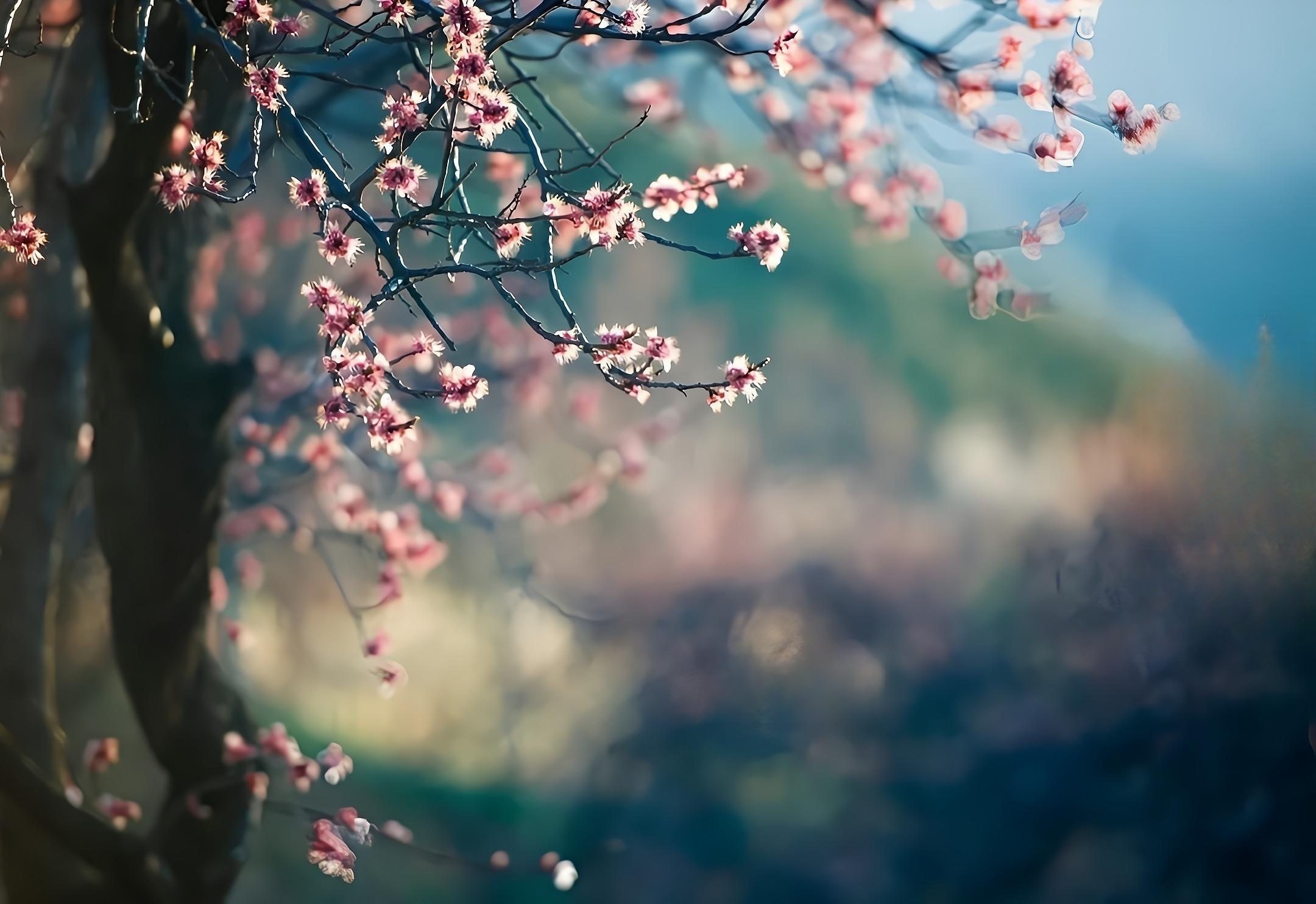 抒情曲《踏过樱花第几桥》意境岁月的变迁过往